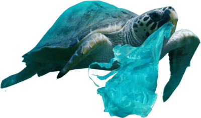 Tortue de CitizenBlue