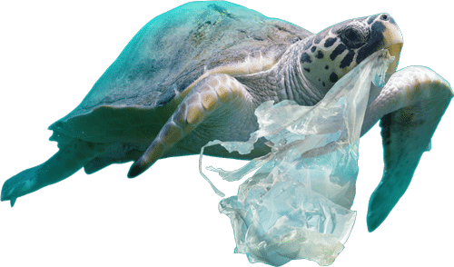 Tortue de CitizenBlue